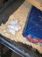 100_2855 1_4_colony.jpg