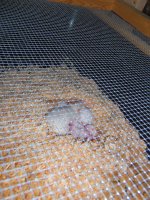 100_2853 mother colony.jpg