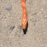 Corn head.JPG