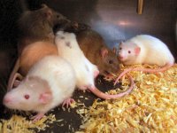 100_2873 Rats In Action.jpg