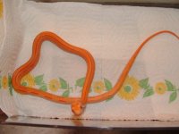 tangcreamstripe1.jpg