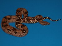 red-tail-boa.jpg