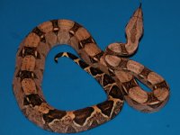 red-tail-boa-1.jpg