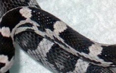 Don's-anery-pink-Female-close-9`16`05.jpg