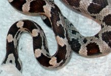 Don's-anery-pink-Male--close-9`16`05.jpg