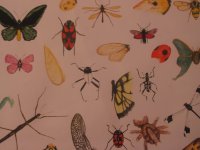 insect2.jpg