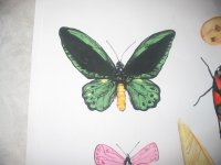 insect1.jpg