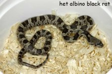 hetblack.jpg