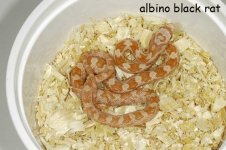 albblack.jpg