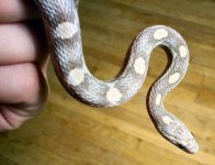 Lav F 001 fix RSZ.jpg