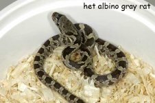 hetgray.jpg