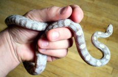 lav f 002 fix RSZ.jpg