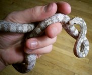 lav f oo4 fix RSZ.jpg