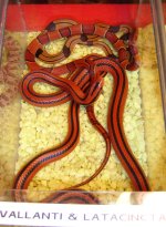 Rat snakes.jpg