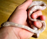 lav male 004 FIX RSZ.jpg