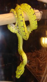 Tree snake.jpg