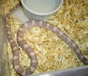 lav m 003 FIX RSZ.jpg