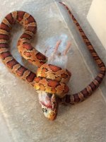 ImageUploadedByTapatalk1413813330.283373.jpg ImageUploadedByTapatalk1413813330.283373.jpg