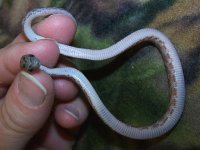 146 bloodred het charcoal - M - 7-10 - pre shed - belly.jpg