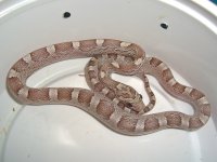 Ivory Fed-1.jpg