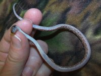 141 bloodred het charcoal - F - 7-9 - pre shed - belly.jpg