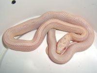 Muntok Fed-1.jpg
