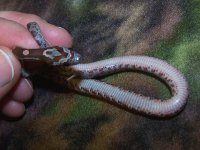 024 Bloodred het hypo anery lavender - F - 6-25 - pre shed - belly.jpg