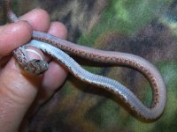 027 Bloodred het hypo anery lavender - M - 6-25 - pre shed - belly.jpg