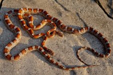 Miami Baby N with Baby O March 2013-5.jpg