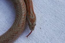 IMG_terr20001.JPG