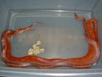 Ancho x Aji 2012 One-1.jpg