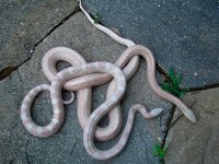 Sweet Pea and Heart-8.jpg