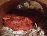 New snake 2 (800x616).jpg