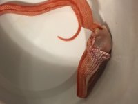 image.jpeg