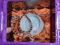 Topaz Cornsnake.JPG