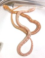 2011 butter and snow mot surprise.jpg