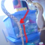 kinda see maybe2 - Copy.JPG kinda see maybe2 - Copy.JPG