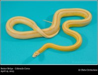 StripedButter-4-19-2013-2sm.jpg