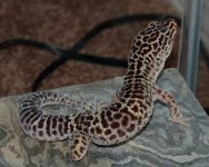 GatorBod_edited-1.jpg