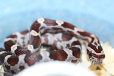 IMG_6029 Normal (66% Het Cinder) .JPG