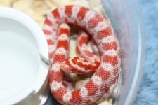 IMG_6273 Amel (66% Cinder-Stripe) (2) .JPG