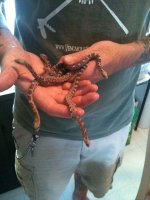 7 14 11 Scaleless Texas Ratsnakes.jpg