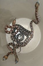 Scaleless Tx Rats hatching 7-14-11.jpg