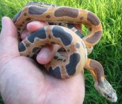Scaleless 2.jpg