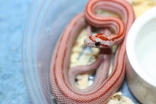 IMG_6427 Hypo Stripe (66% Opal) #1 .JPG