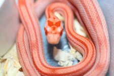 IMG_6439 Hybino Stripe (66% Opal) #4 .JPG