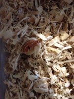 hoggy122013 004-r.jpg