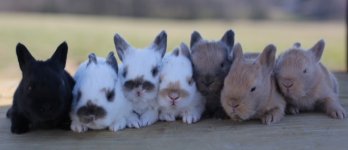 bunnies1.JPG