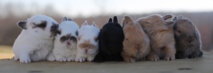 bunnies2.JPG