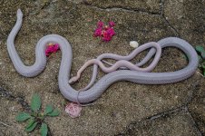 Hyacinth and Jola-2.jpg